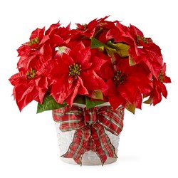 Happiest Holidays Poinsettia from Clifford's where roses are our specialty